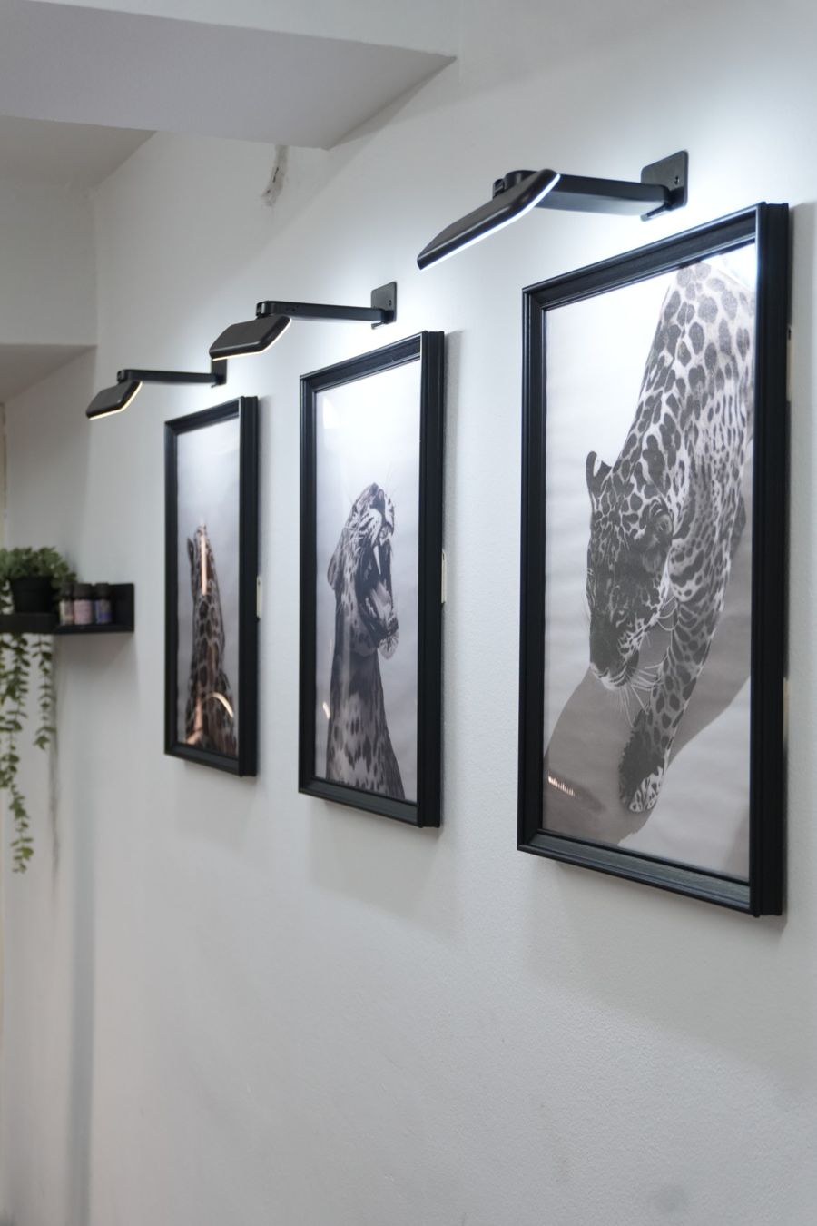 Cuadros del estudio